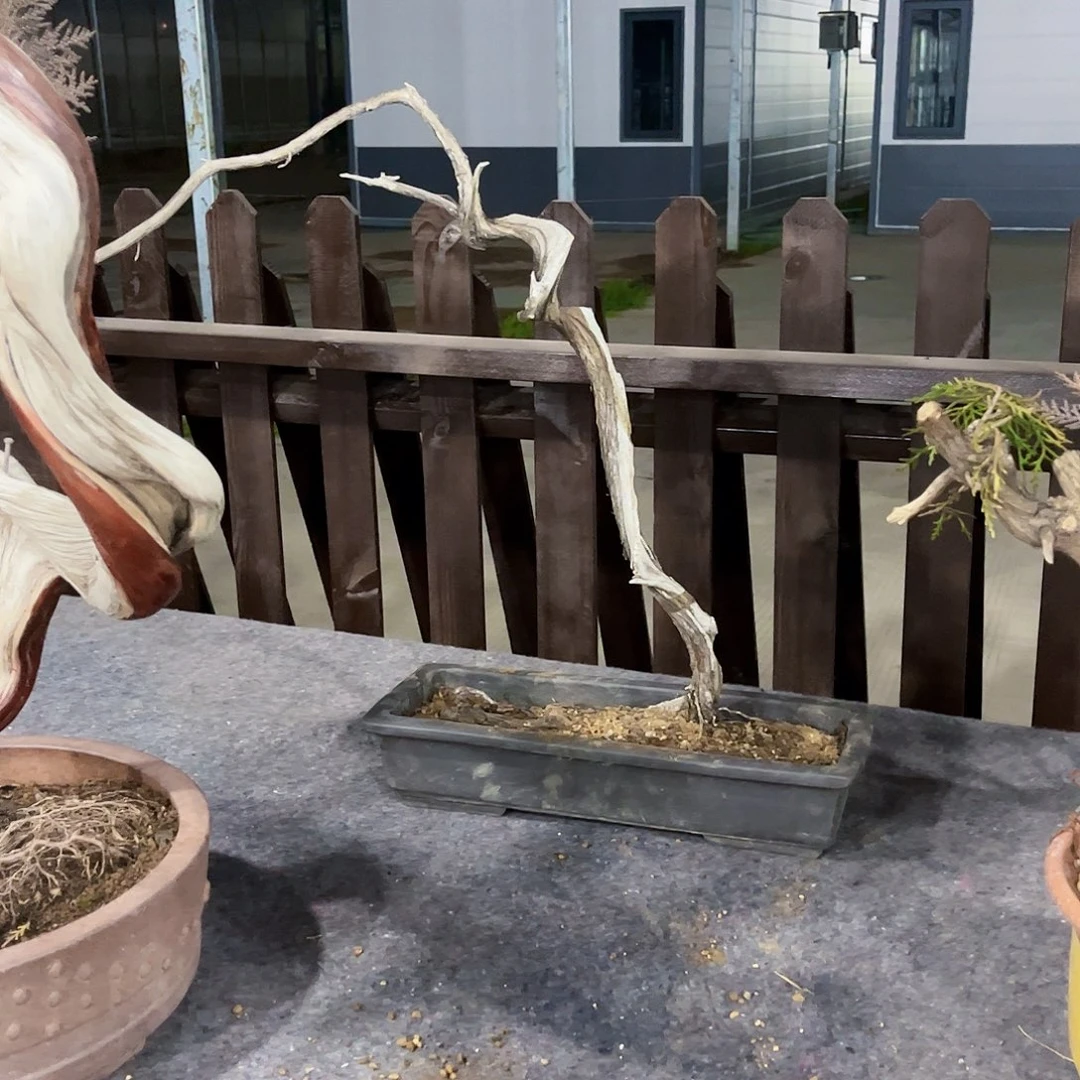 老柏树盆景造型独特