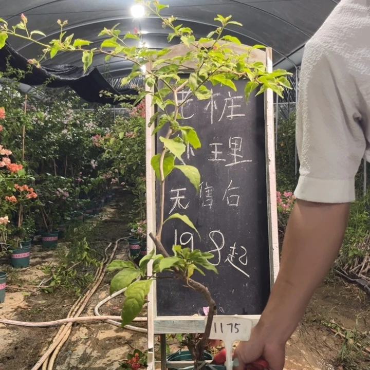 无花朵三角梅三角梅1175