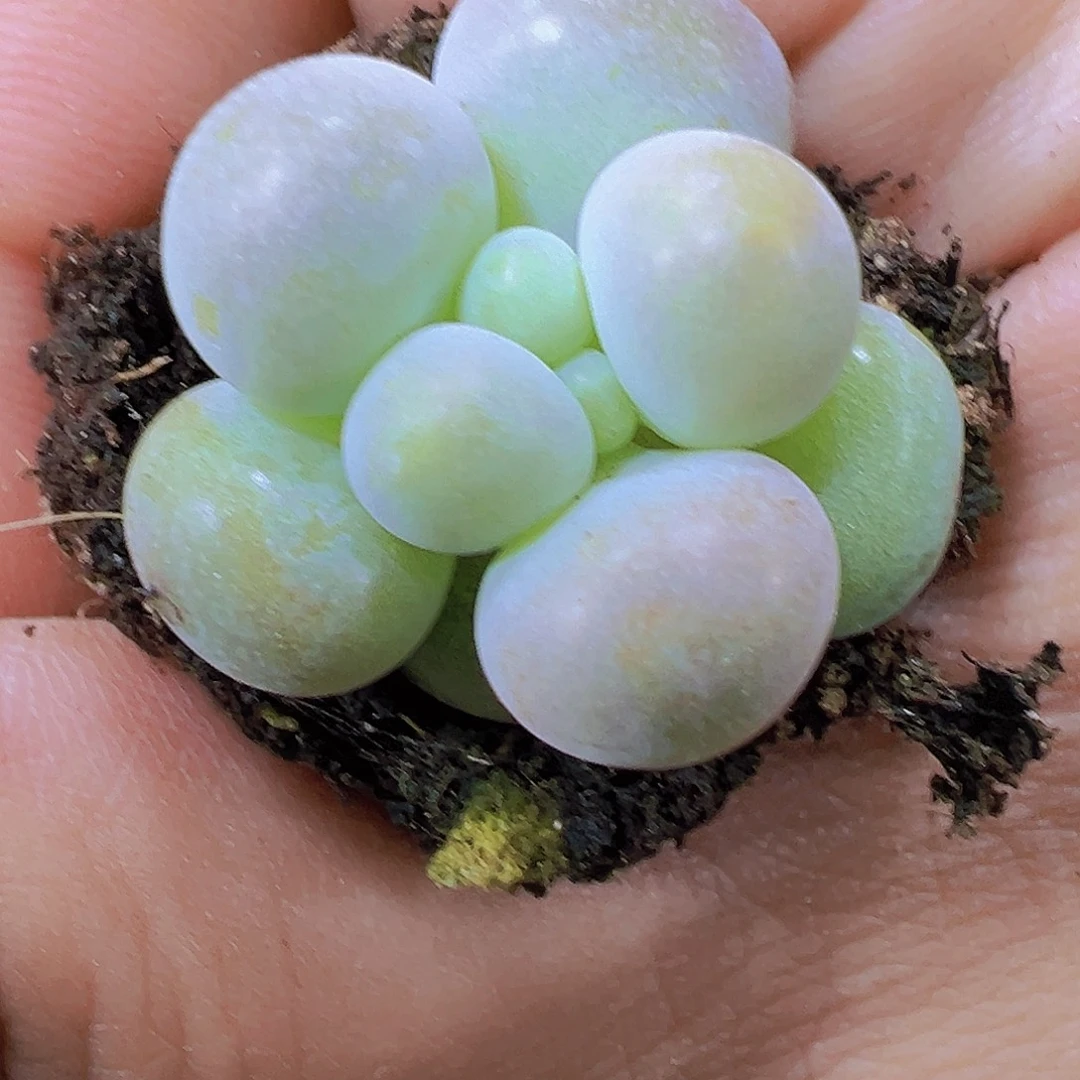 超圆奶酪5个19包邮多肉植物