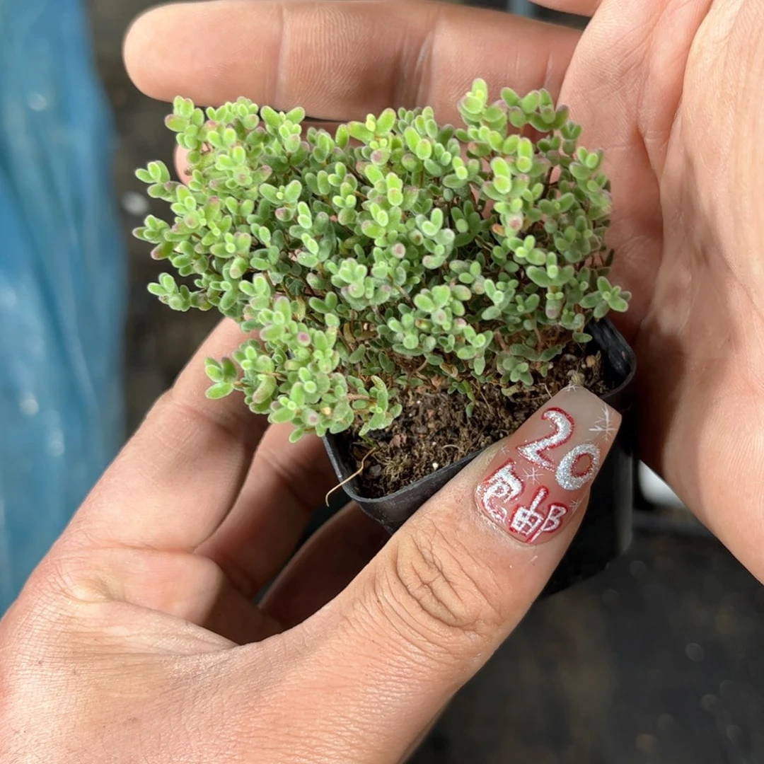 大蜜叶枝干番杏带