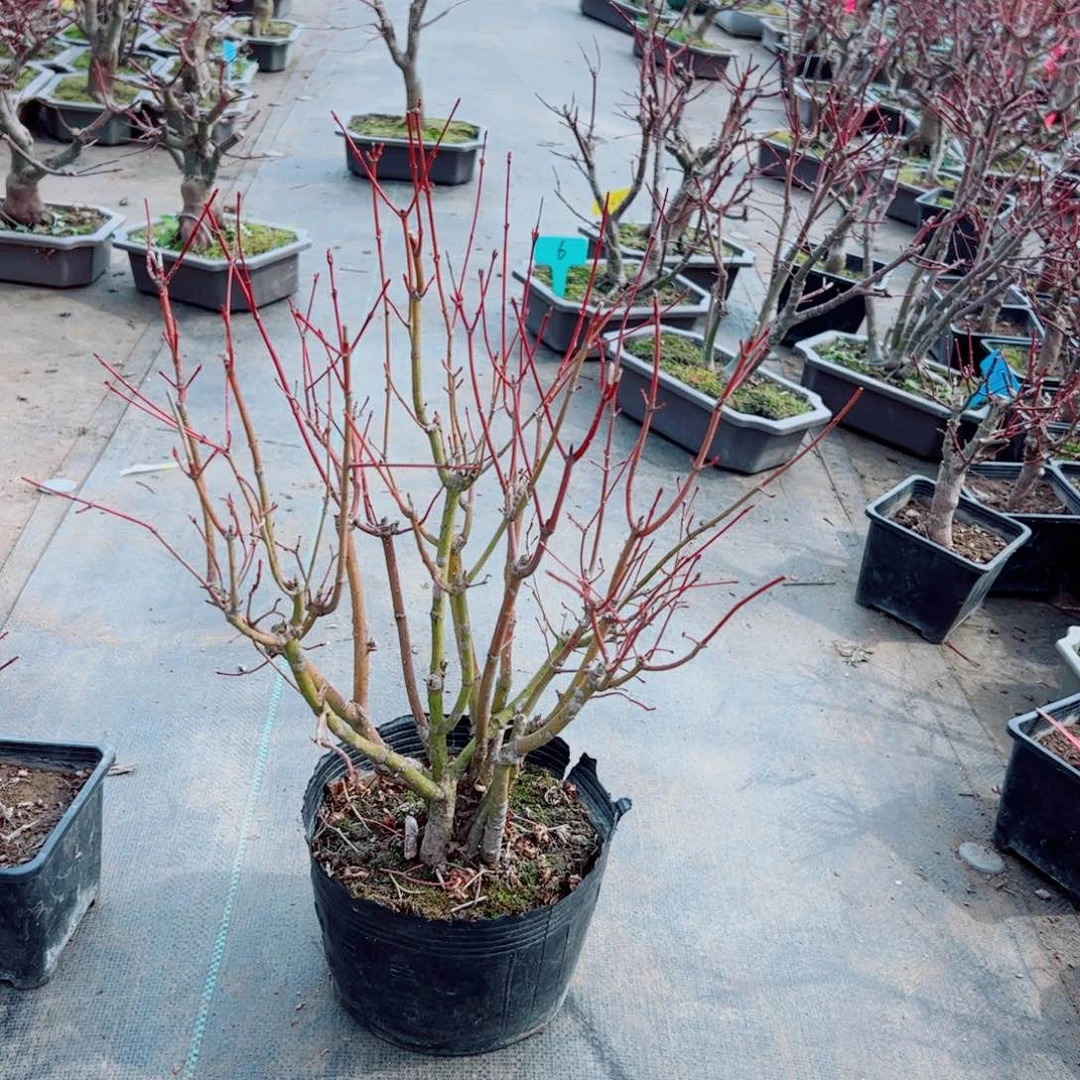 胡*枫树枫树枫树枫树