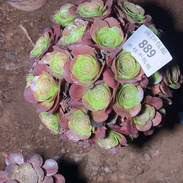 889魅金玫瑰多肉植物