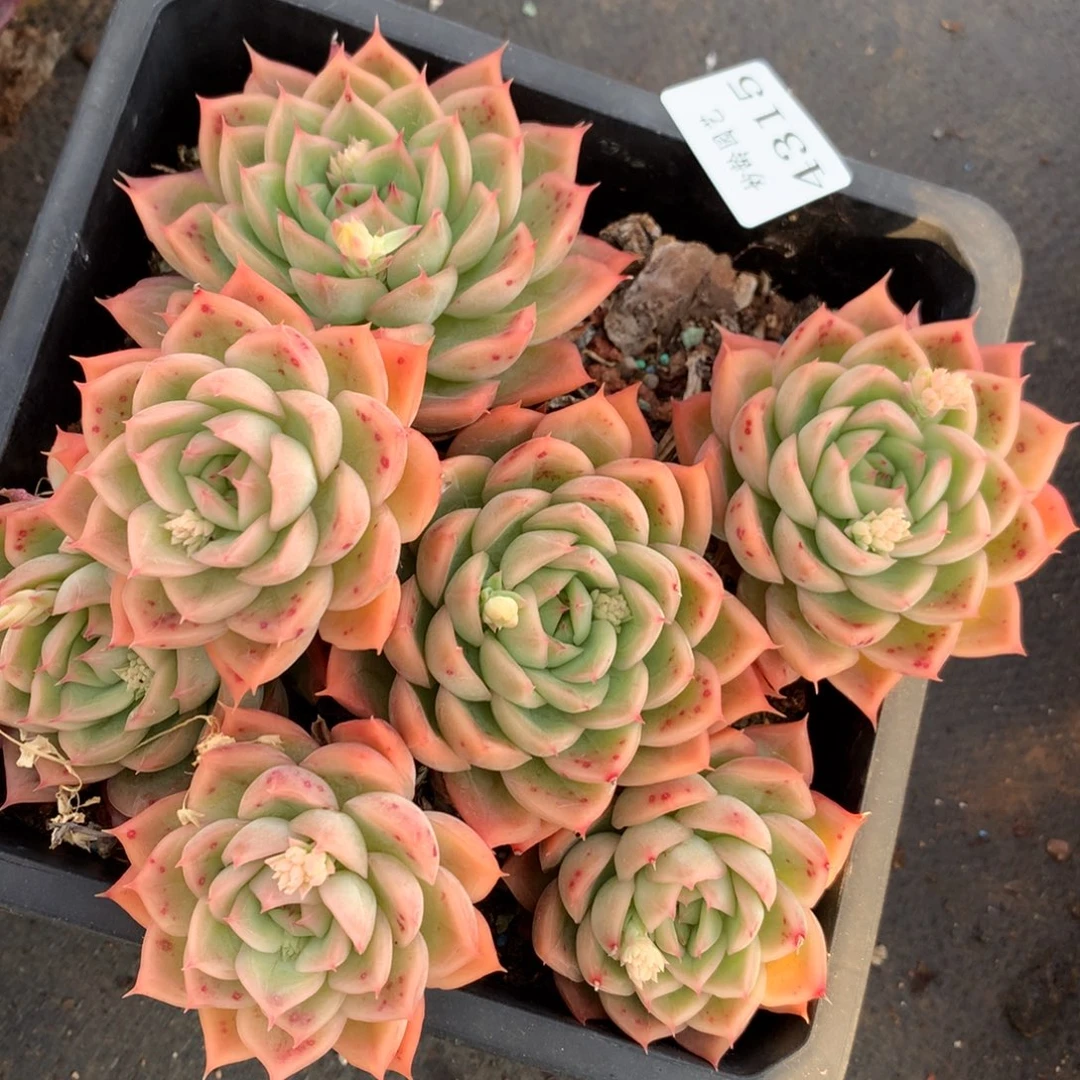 4215杂交多肉植物