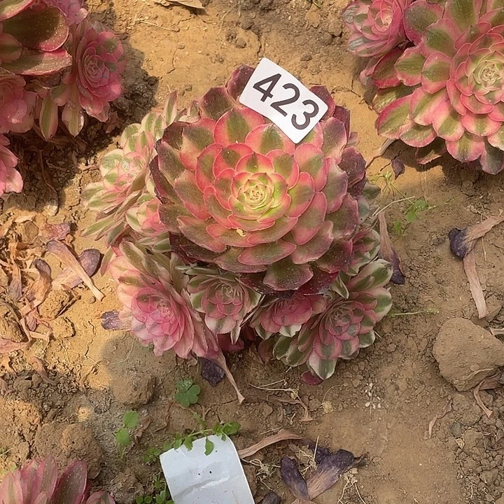 多肉植物法师423粉体荔枝
