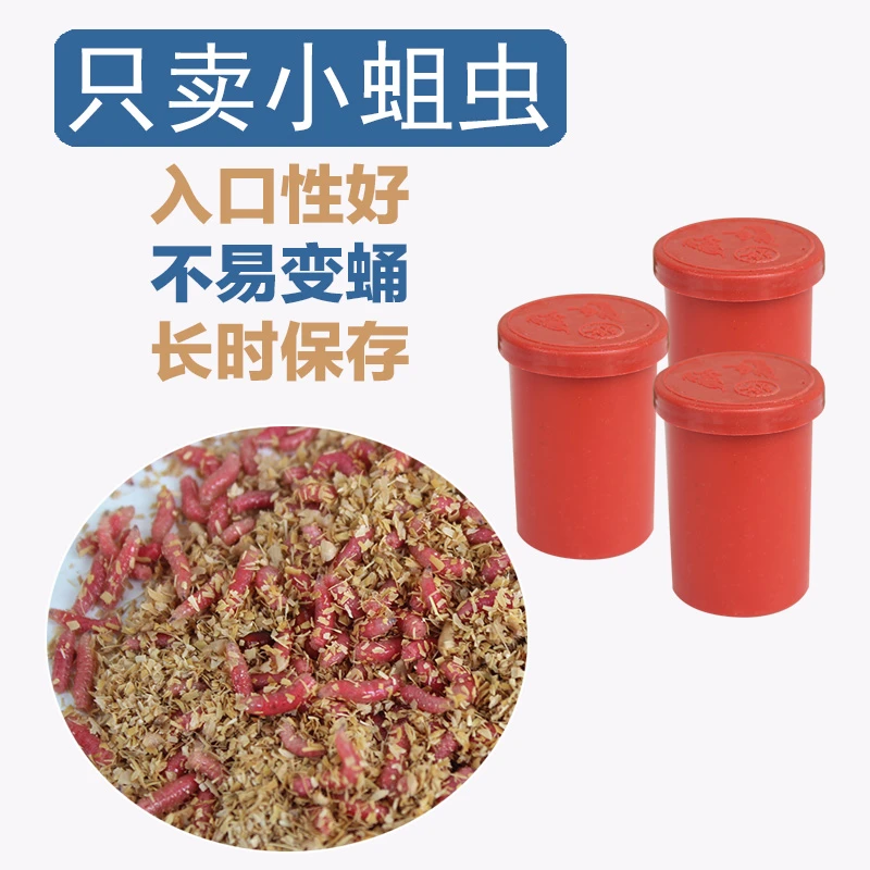 溪流钓野钓专用小粒红蛆虫活饵石斑鱼溪哥鲫鱼饵入口性好不易变蛹