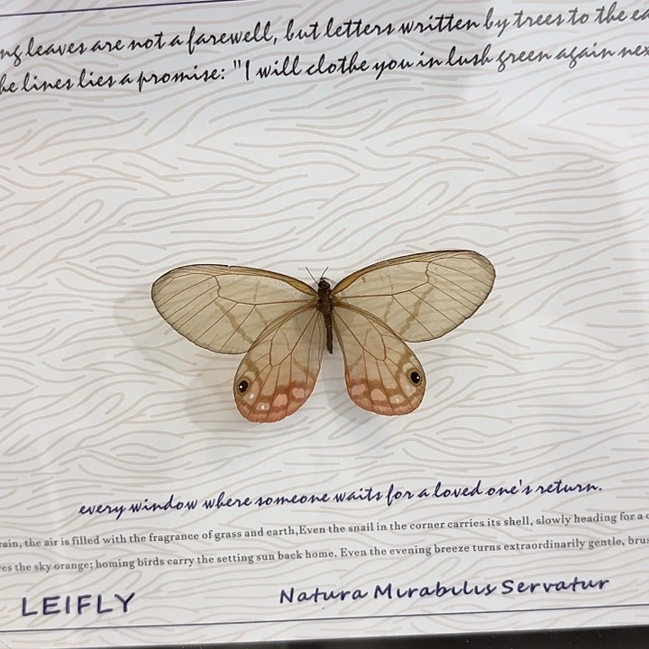 夏***冰蝴蝶标本定制459@