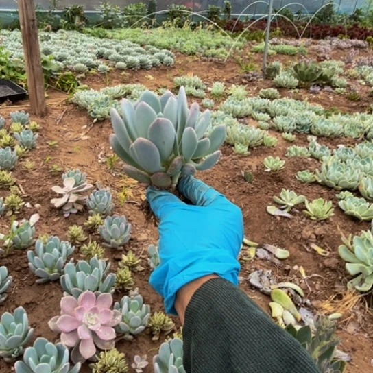 灰姑娘多肉植物一颗
