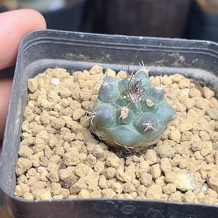 娇丽瑕疵球，18包邮非偏远