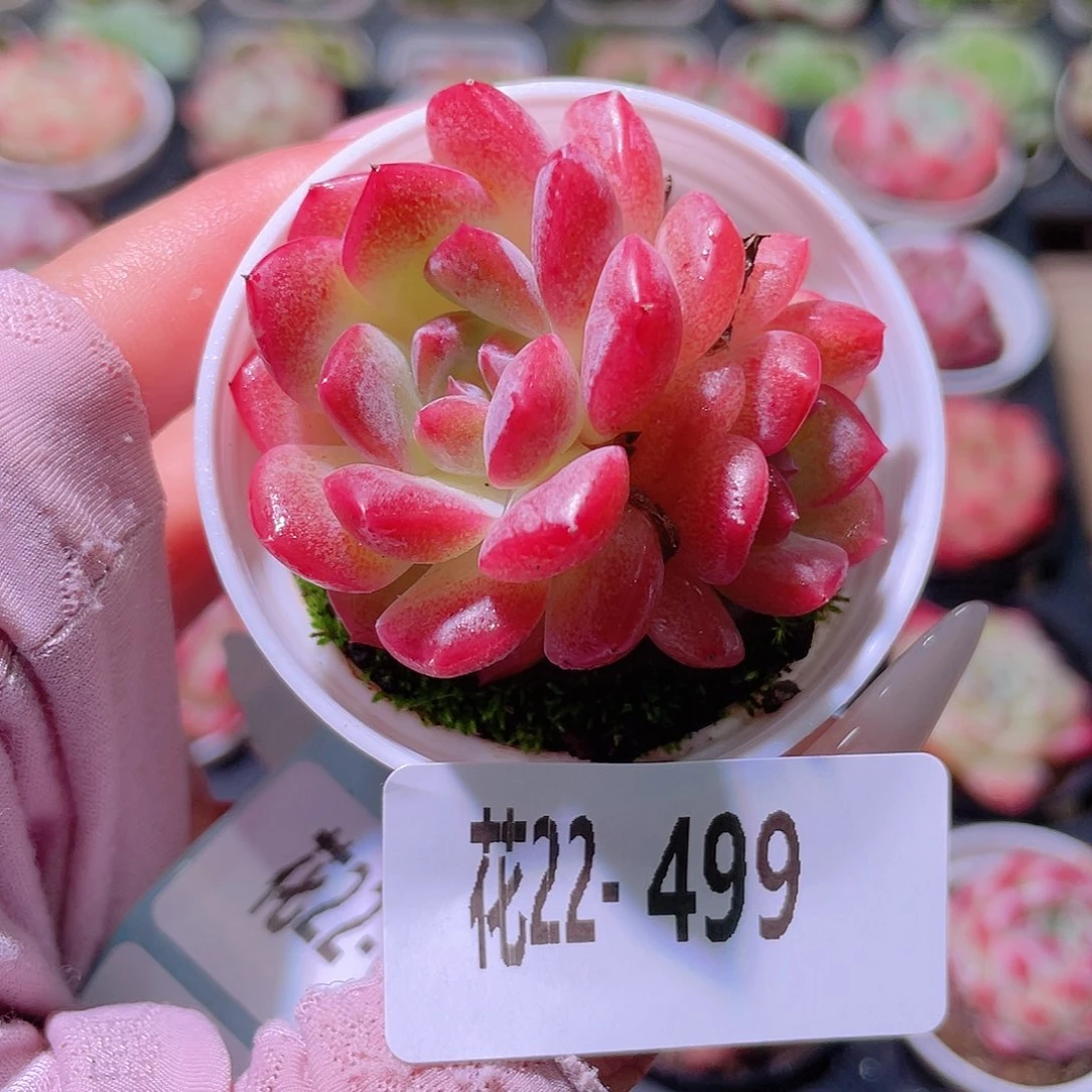 花利美22-499新品