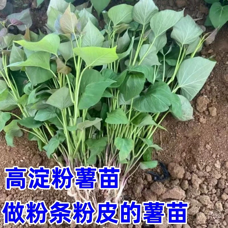 高淀粉薯苗出粉薯苗红薯苗地瓜苗烟薯苗板栗薯苗西瓜红薯苗秧