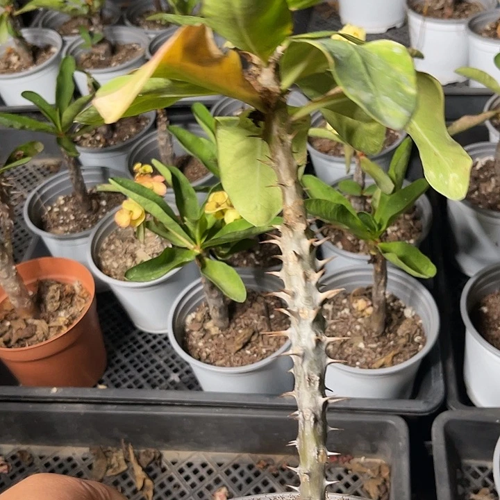 虎刺梅带根伊丽莎白120号