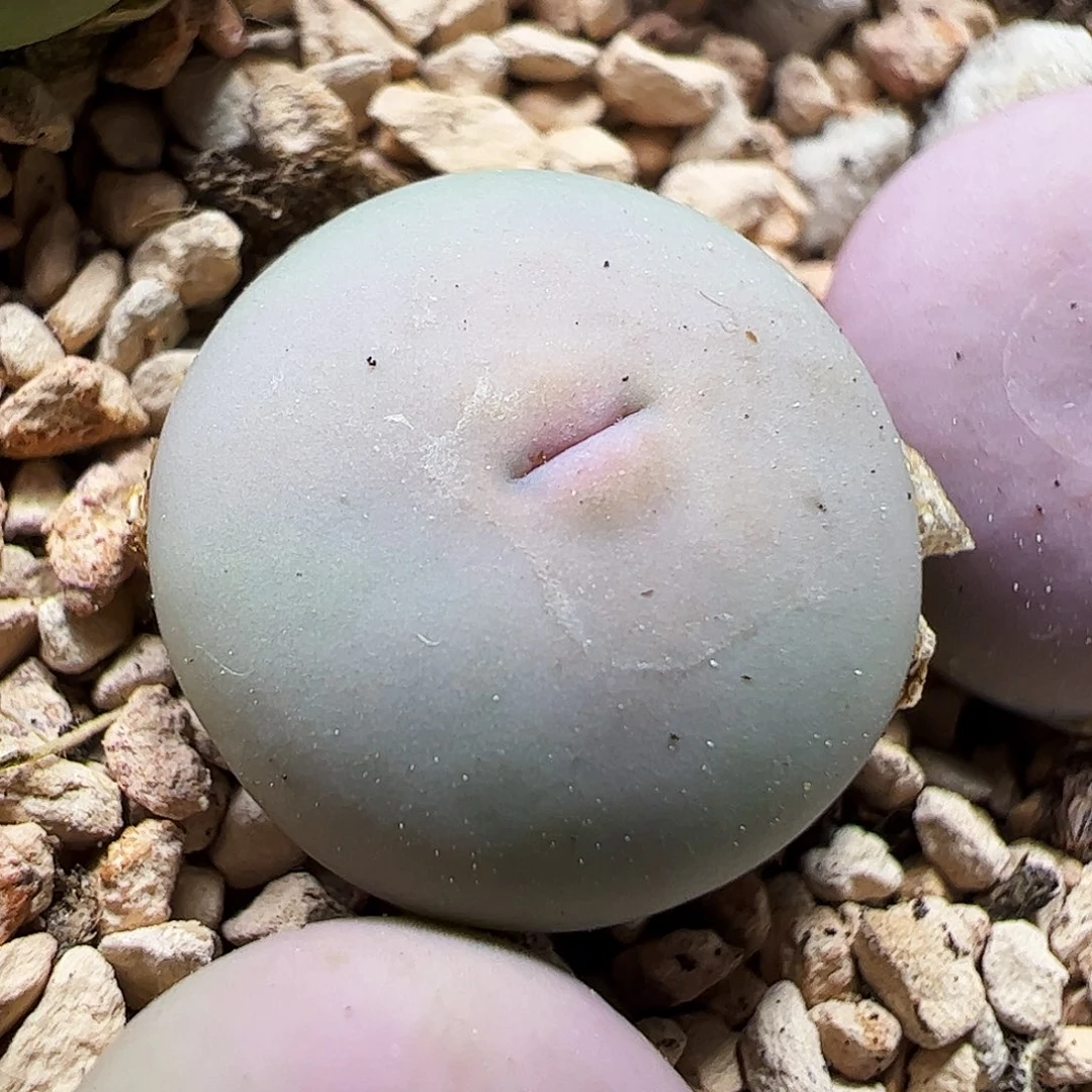 434/园艺嘴………………………