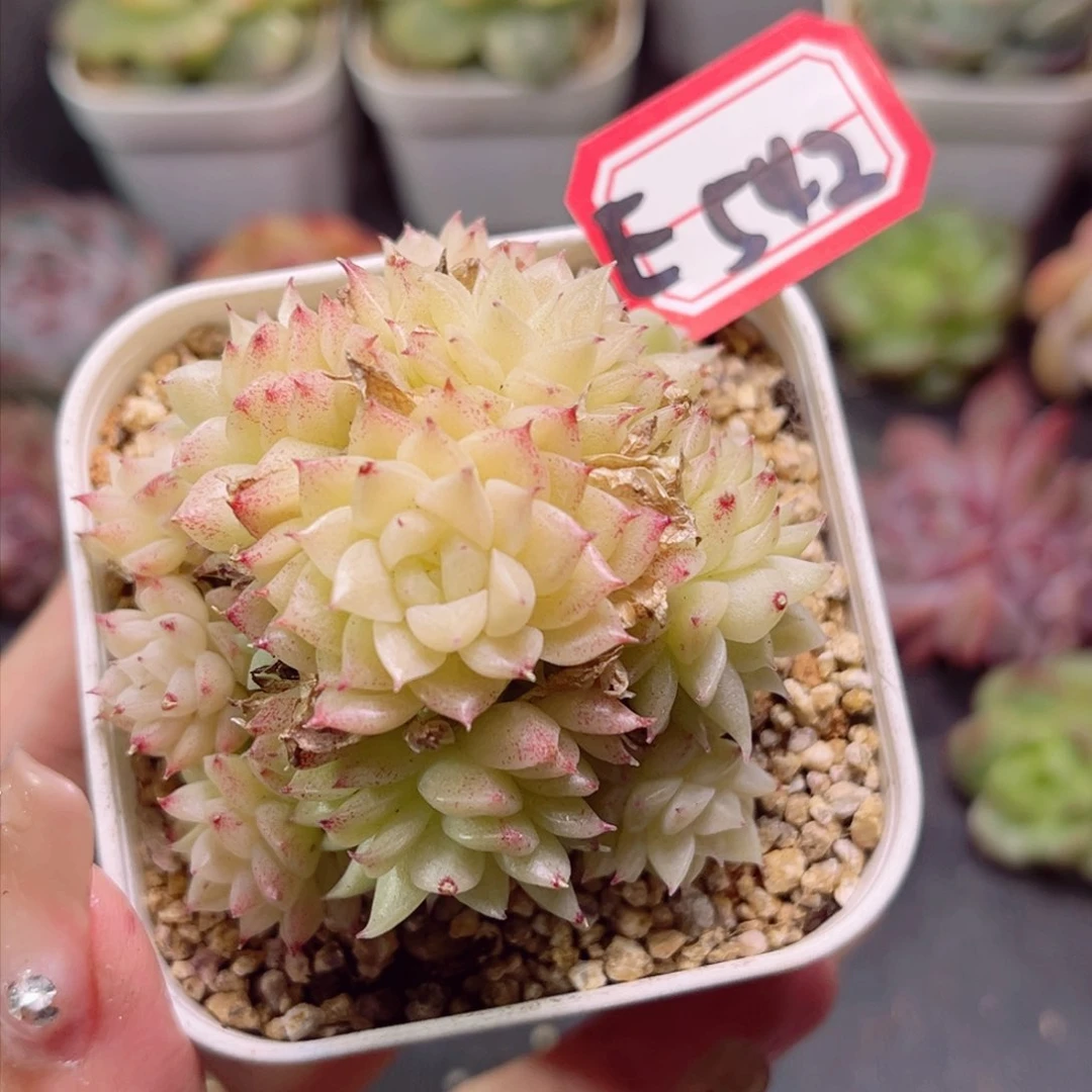 E542麦杆一物一拍