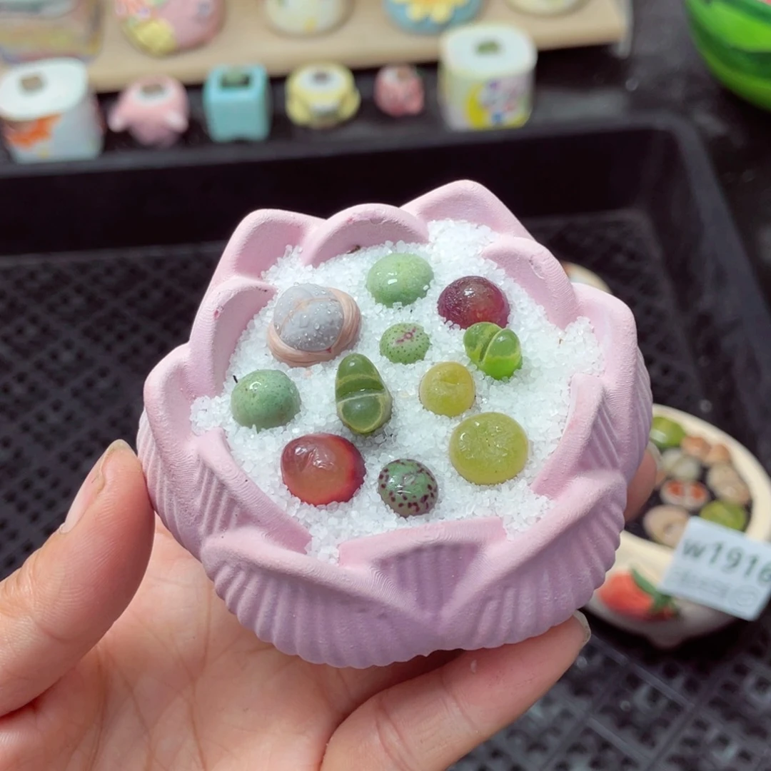 w1917 带盆土发货-零下地区拍保温箱