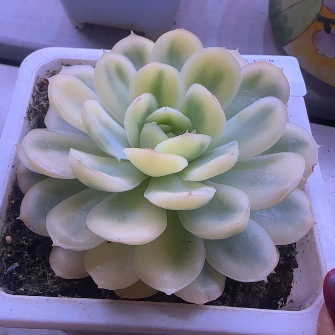 76草莓冰锦多肉植物