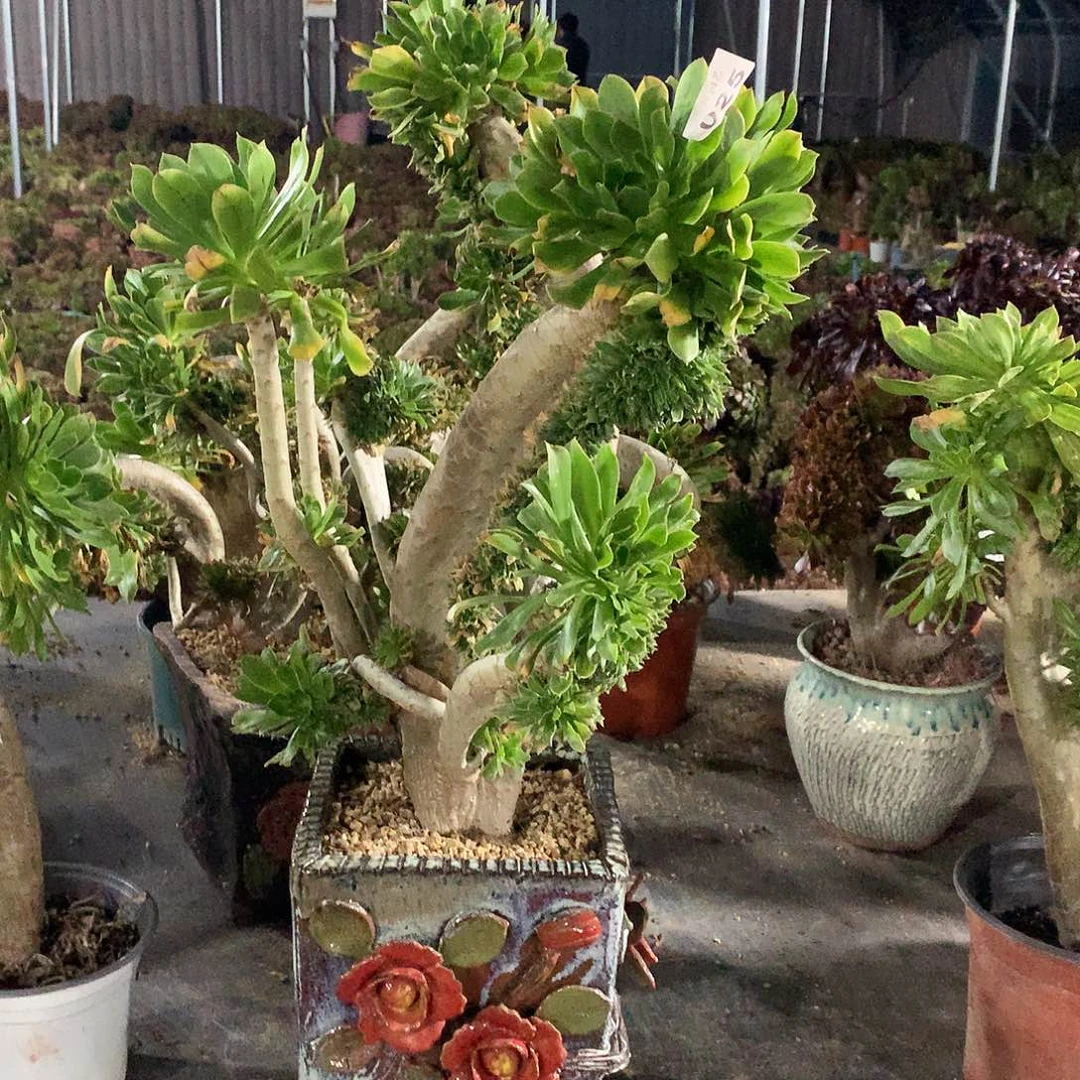 阿*桃025原始绿缀化微瑕