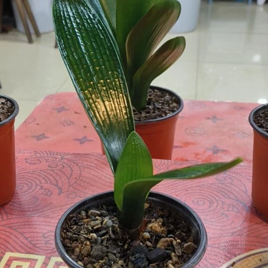 完全开放“鑫子兰苑”杜杜