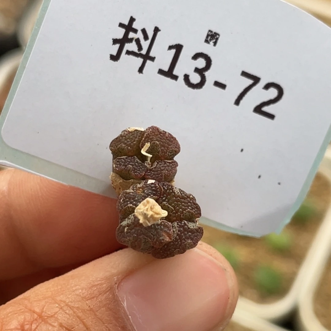 13-72超碟多肉植物