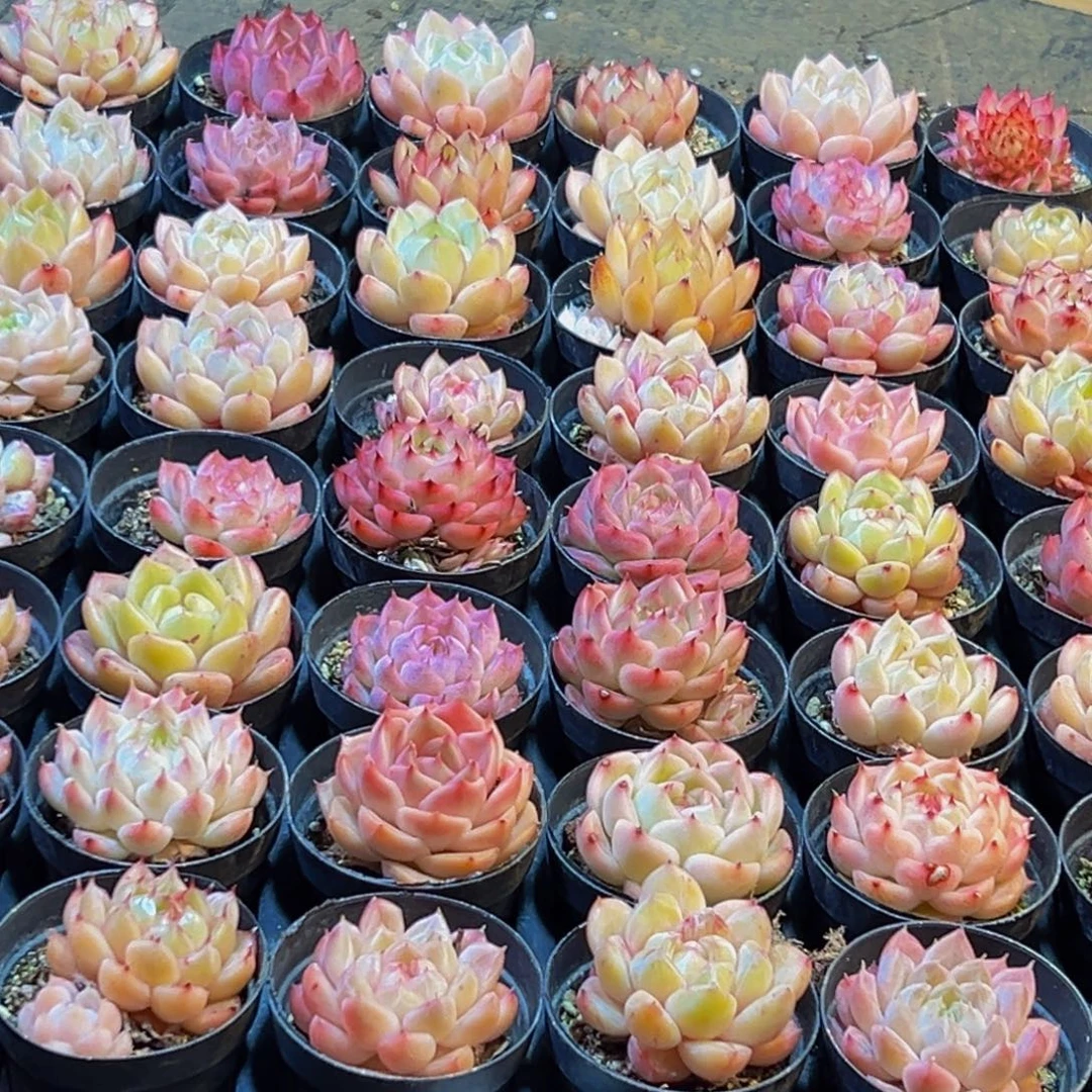 351多肉葡萄的味道是真的很好吃