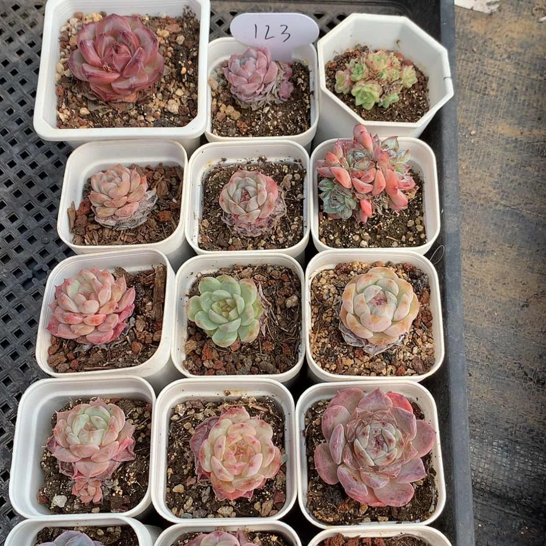 【闪购商品】云123号十五颗