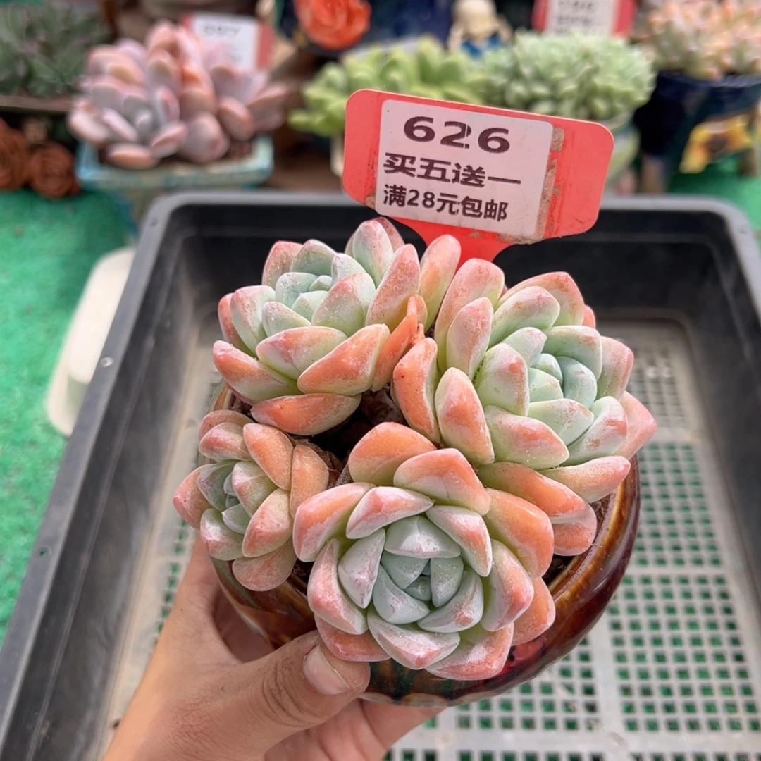 表妹精品多肉植物626.