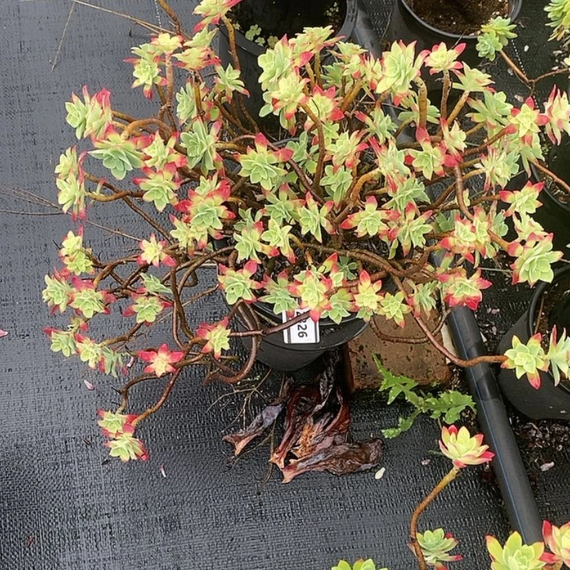 【闪购商品】伊*陈薄化妆2326