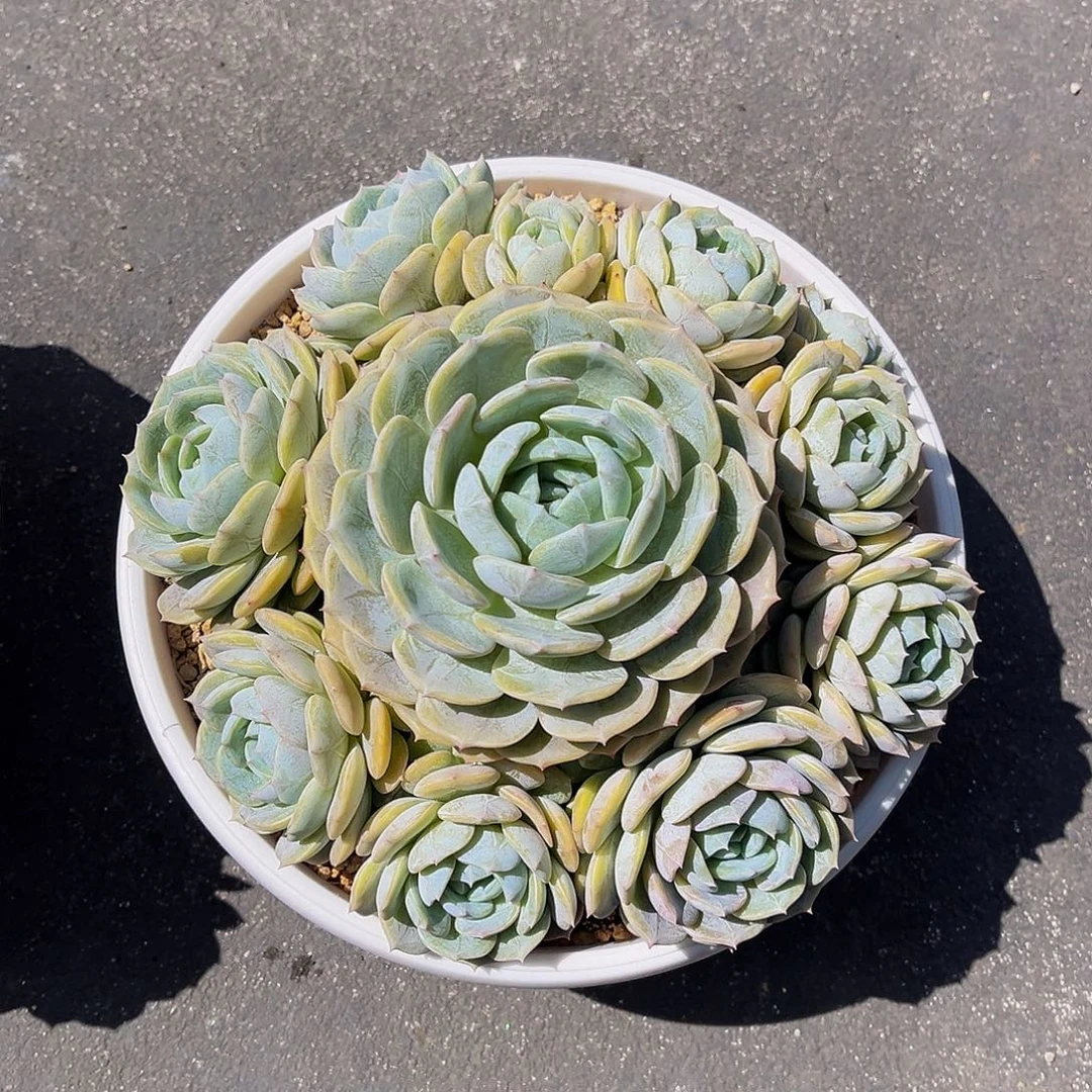 劳林无砍一物一拍