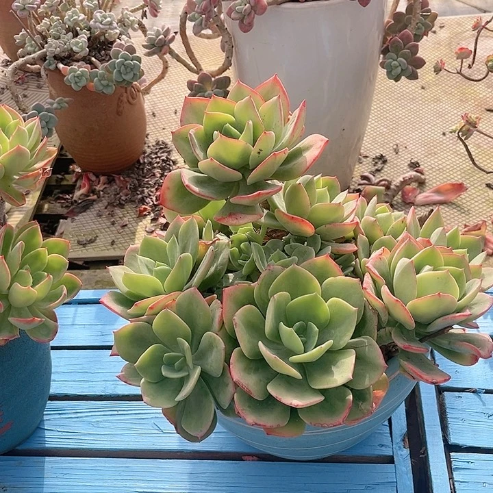 岁****^蓝色妖姬，一物一拍