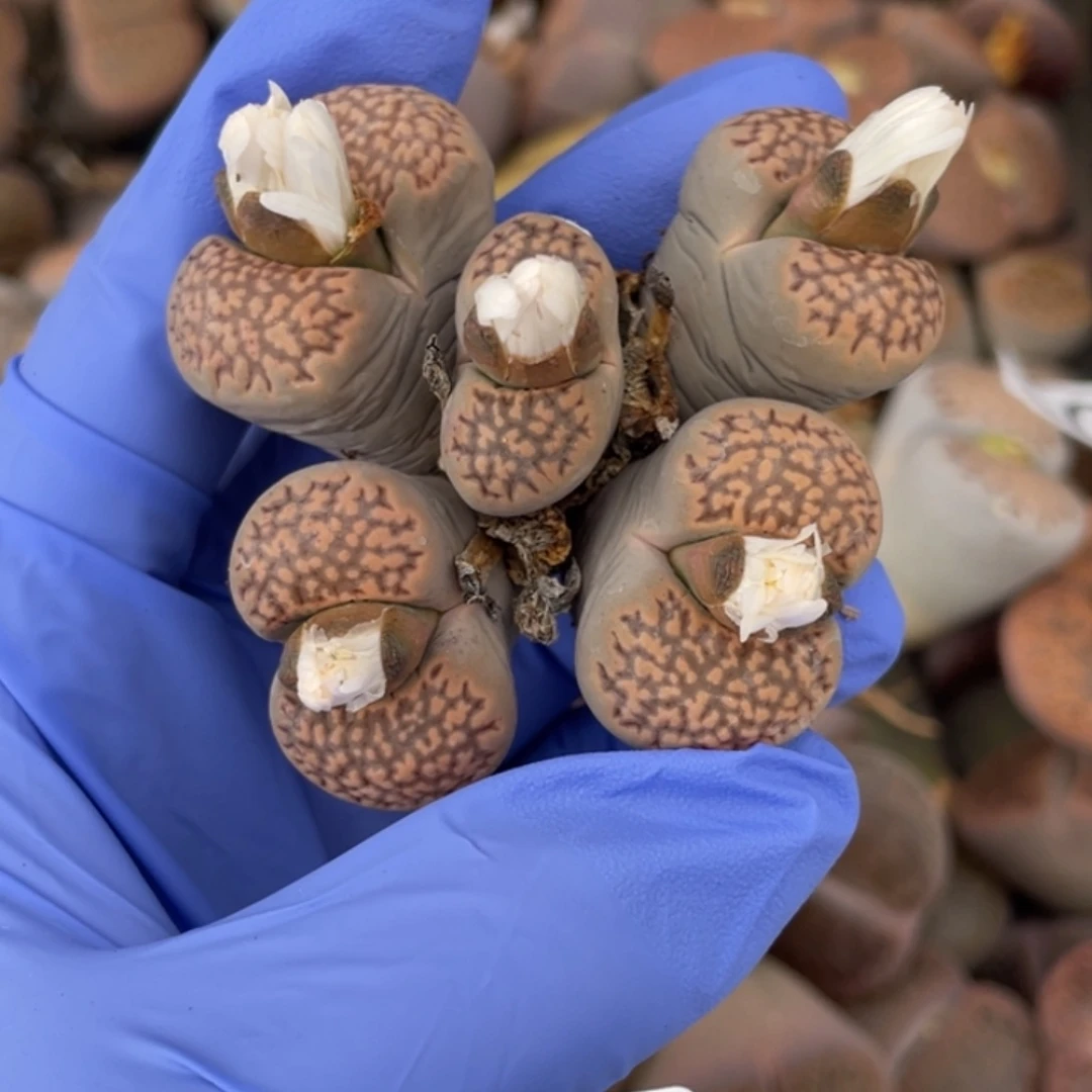 非偏远满20包邮602