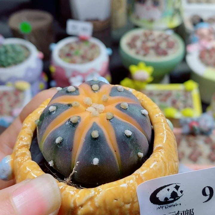 生石花花花花花花花904