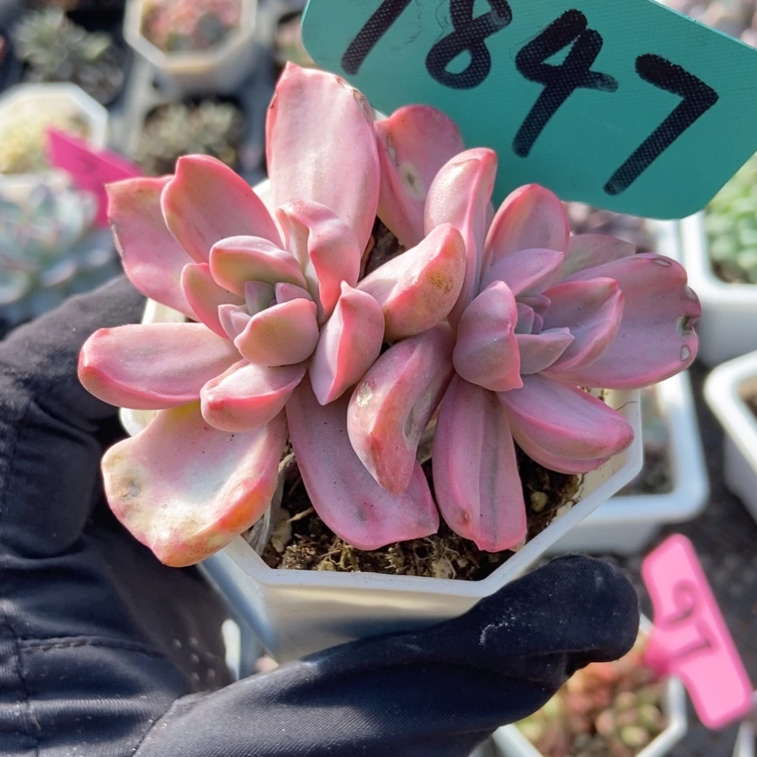 1847彩虹糖锦多肉葡萄