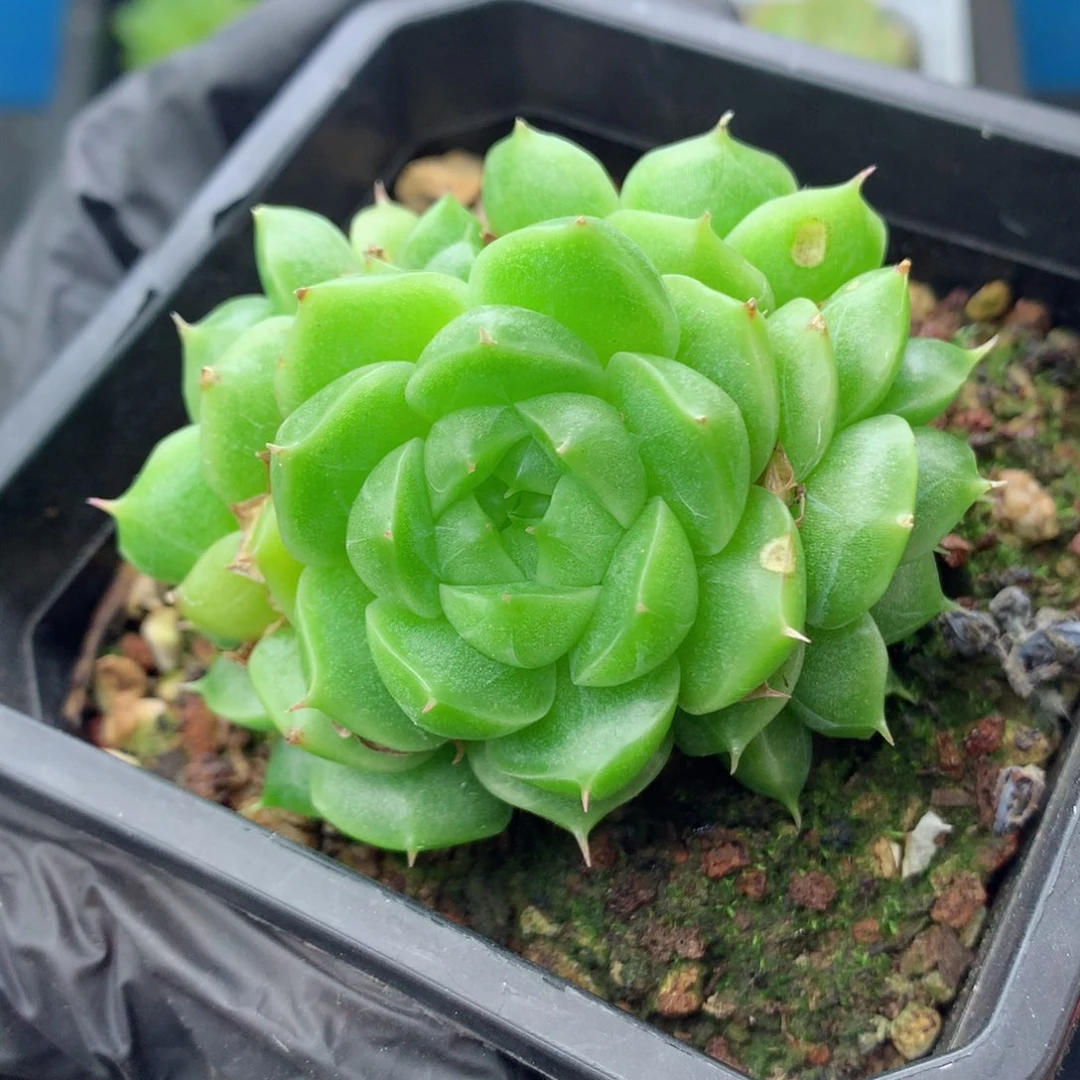 58包邮  群生不包整麦秆群78