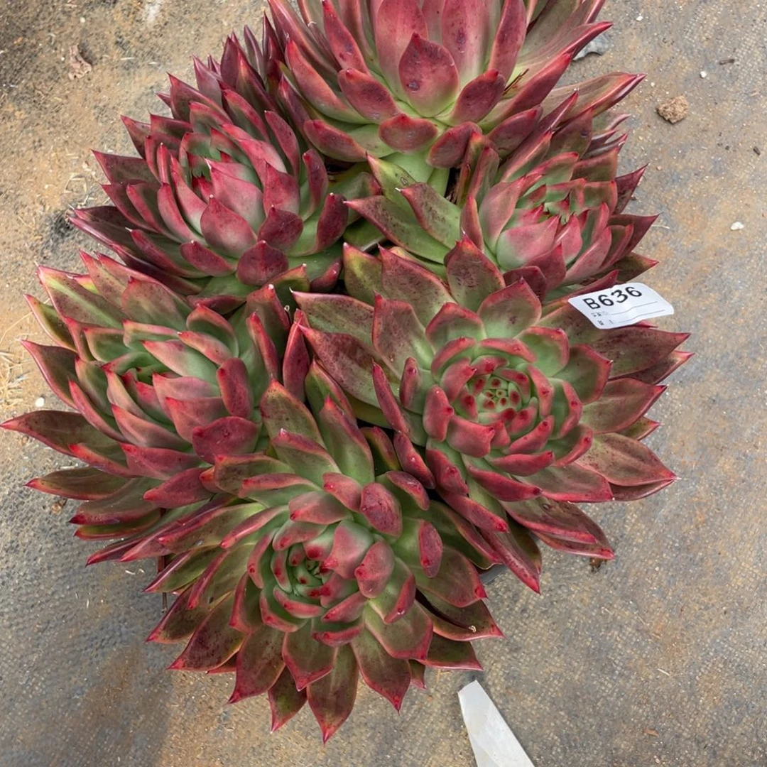 初***无花朵若如东云筐拍B636