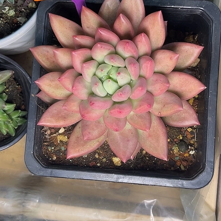 沿***白多肉植物米其林547