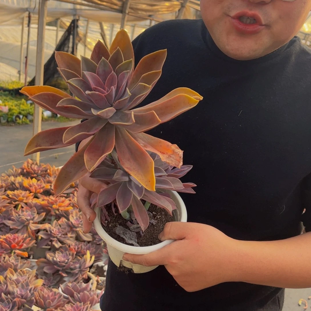 太妃糖大单头多肉两盆