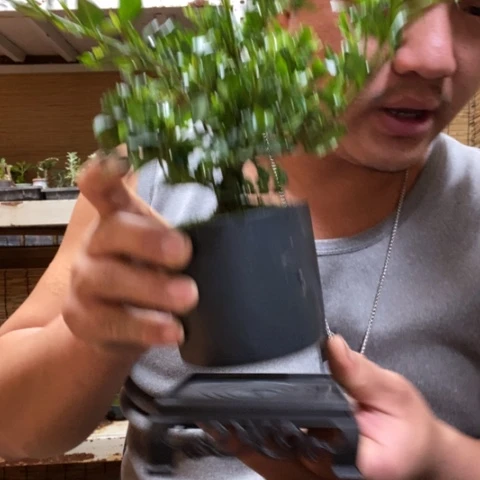 红陶一物一拍所见即所得192