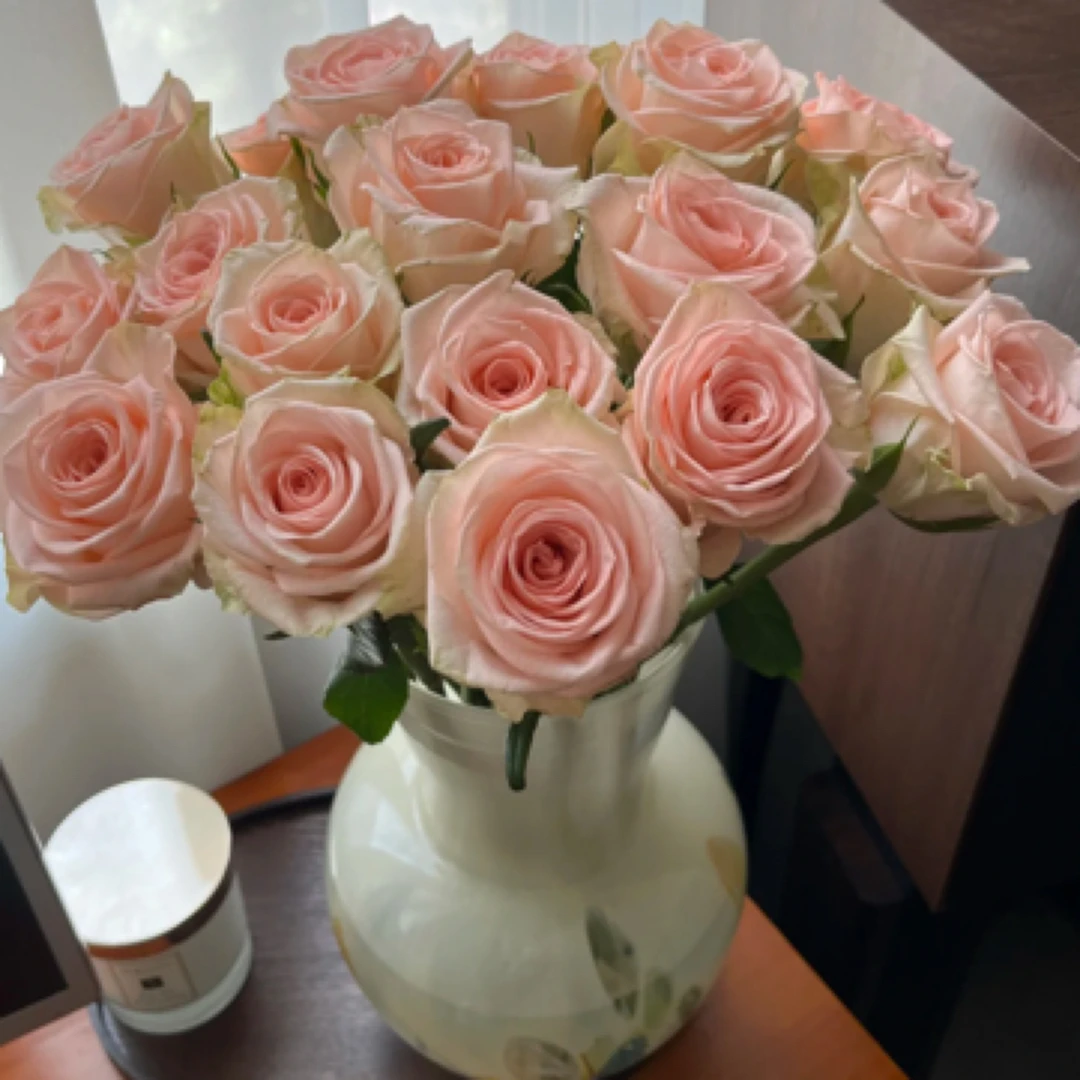 【只发新疆】柏拉图单头玫瑰 16支（送4支损伤坏不赔付）