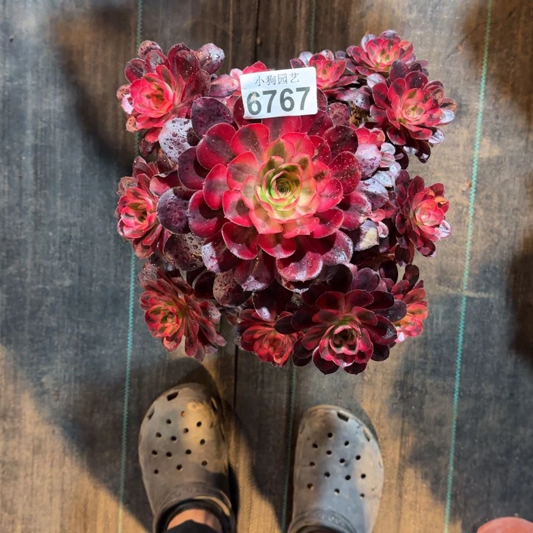 卡****宝香奈儿多肉植物6767