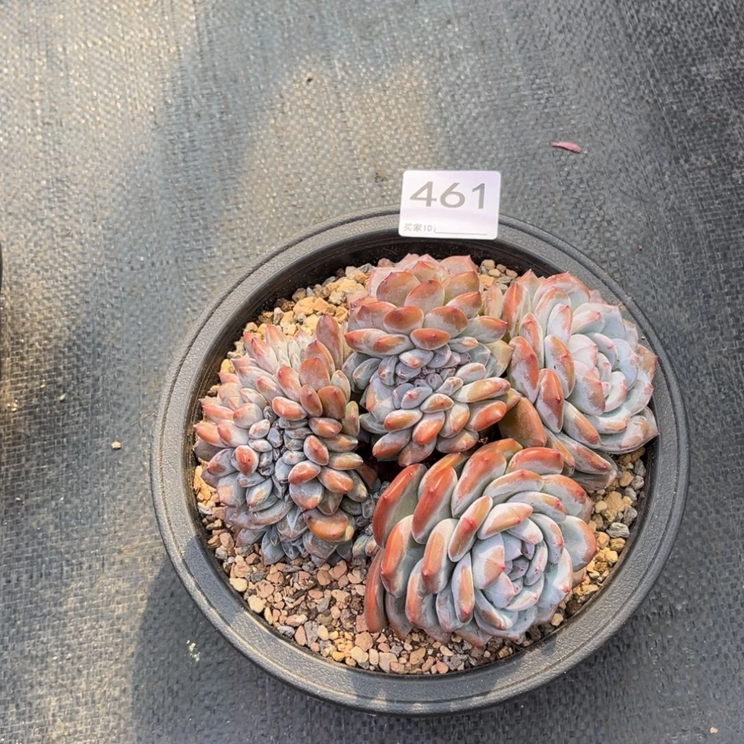 丽***贪461售后范围签收起7天内