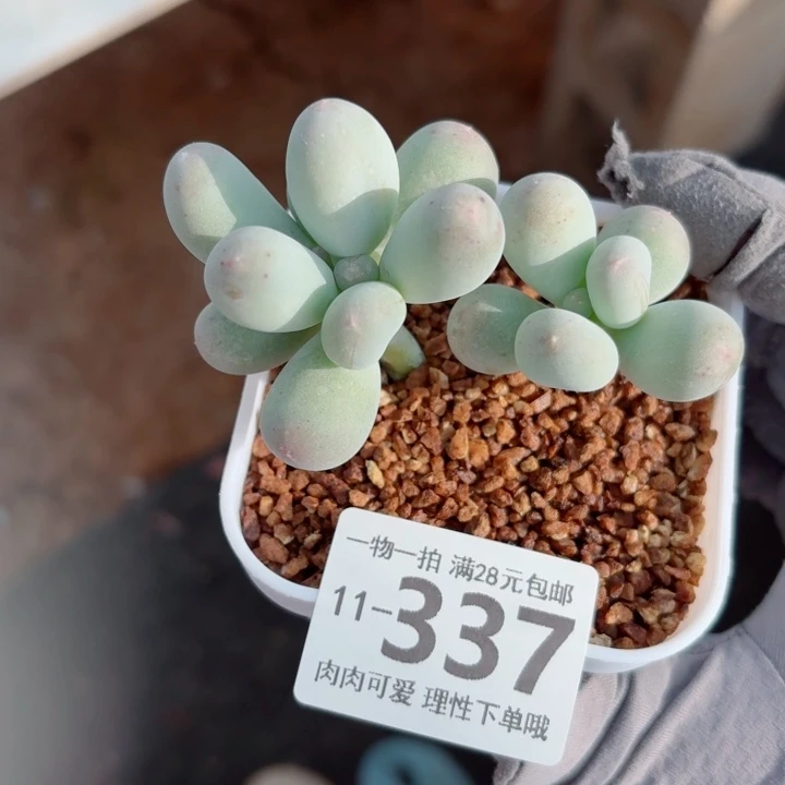 米可奶多肉无盆土发货无