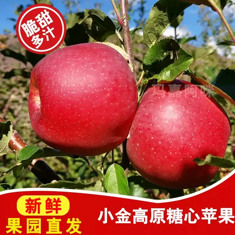 阿坝州小金糖心苹果茂县汶川冰糖心九寨沟3斤5斤川西高原四姑娘山
