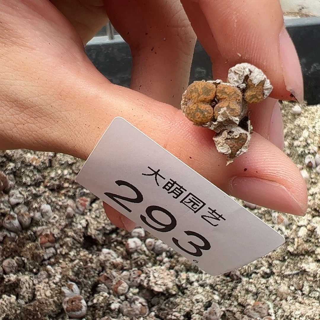 00000293量拍MG1456.7冰渣火柴勋章4头1颗