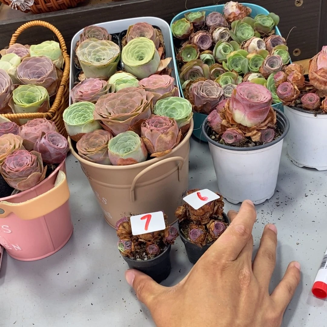 诗***丝山地玫瑰000000006/7