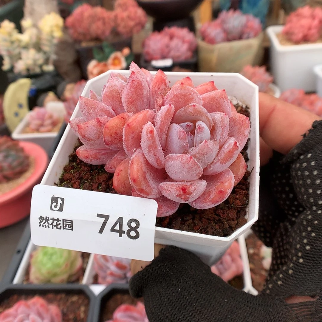 748粉星影多肉植物6666