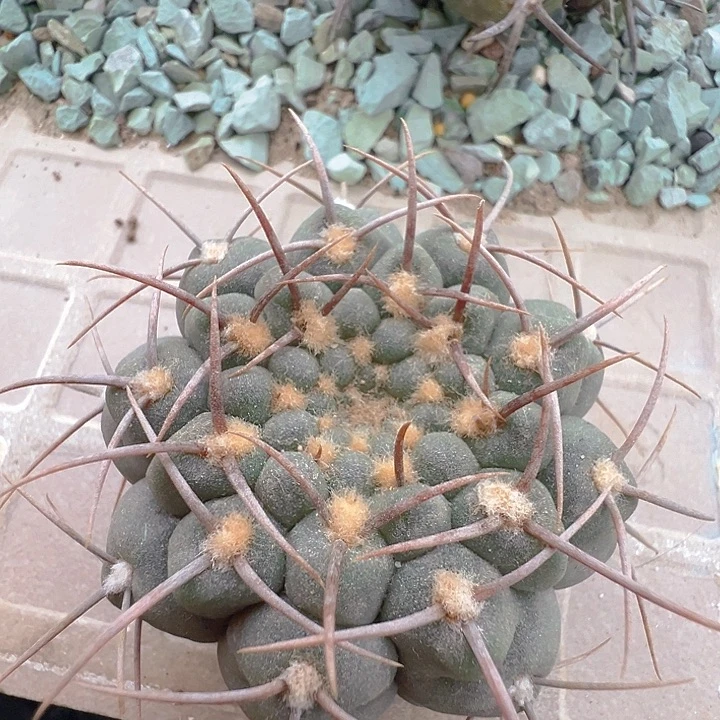 三刺玉。苗接落地自根出根芽。