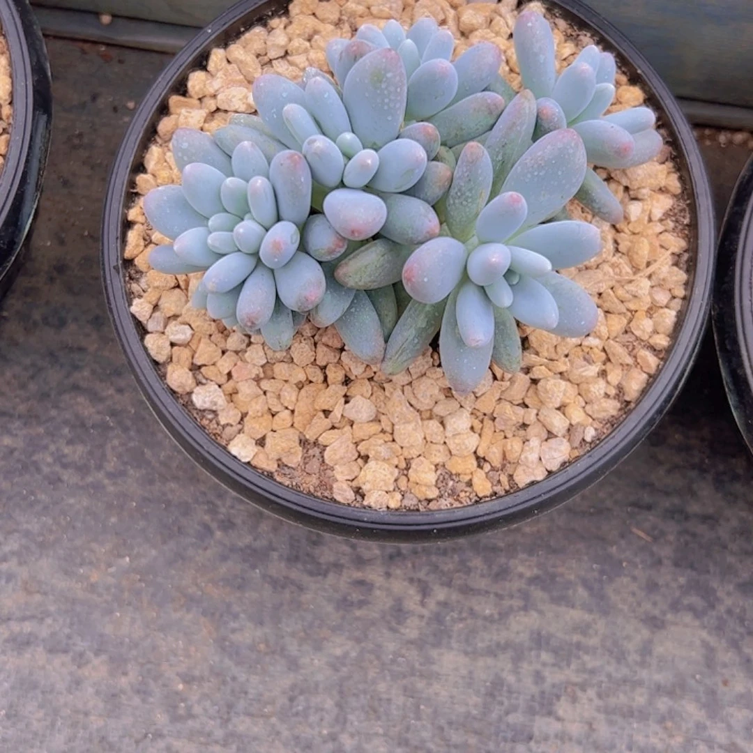 蛋***苏卡布奇诺111111111