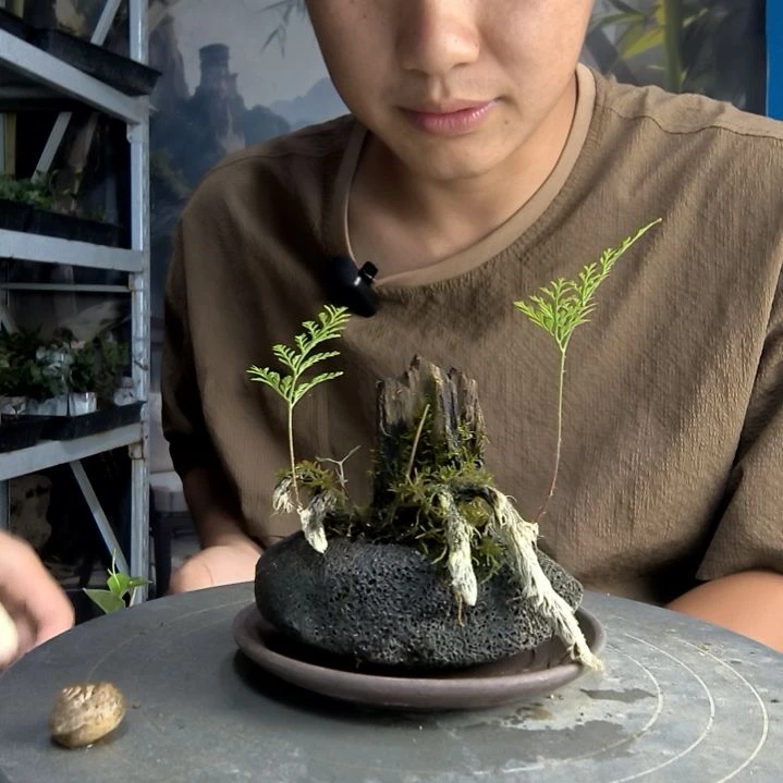 焱中青园艺一物一拍300