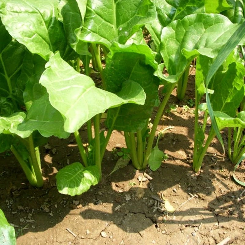 【生鲜冷链】农家妈妈现摘现发3斤新鲜君子菜莙荙菜根达菜牛皮菜