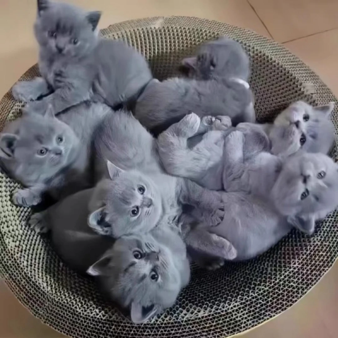 纯种蓝猫成年纯英短蓝白英国短毛猫宠物猫银渐层青年英短蓝猫活体