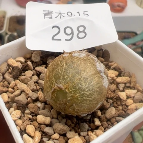 298 好看多肉冲冲冲